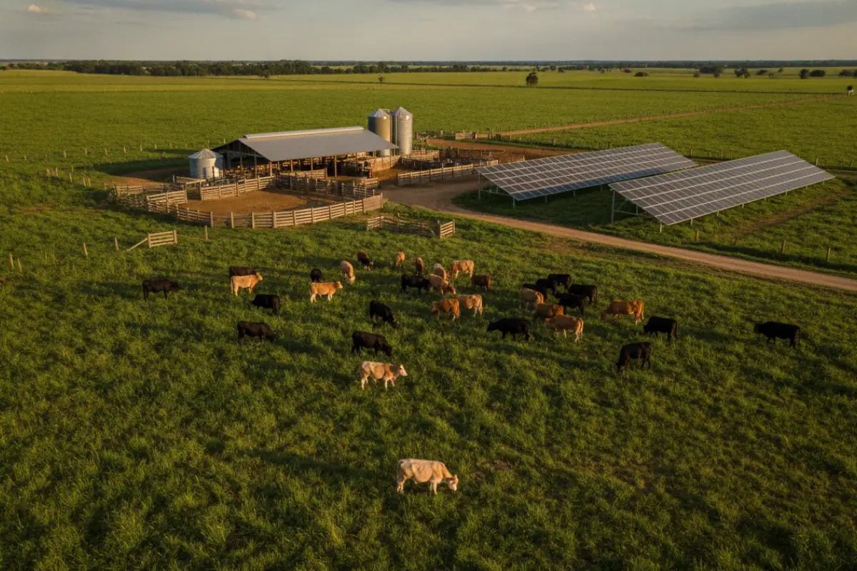 Rebanho bovino em pasto verde com infraestrutura rural moderna e placas solares ao fundo